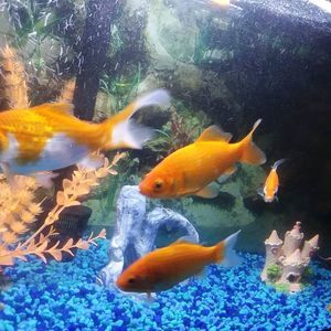 Meet your Posher, Aurora